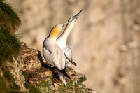 Bempton-173