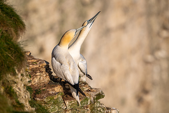 Bempton-173