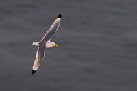 Bempton-43
