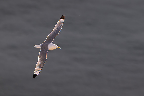 Bempton-43