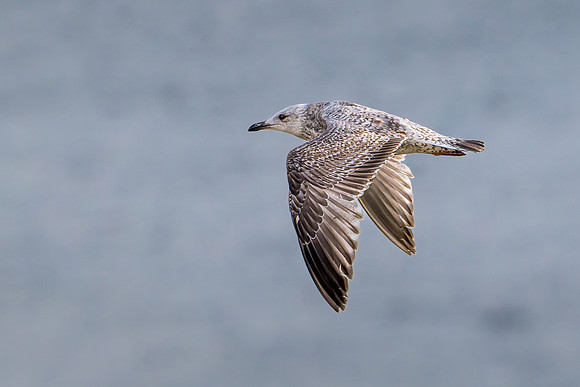 Herring Gull -1