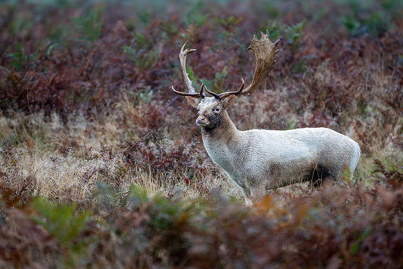 Fallow Deer Stag 141024-5