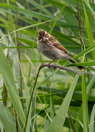 Birds-1