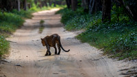 Large Male Leopard