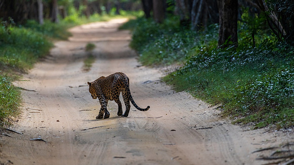 Large Male Leopard