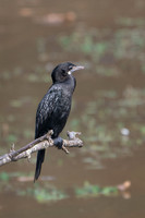 Indian Cormorant