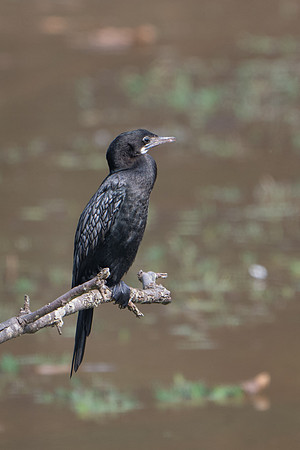 Indian Cormorant