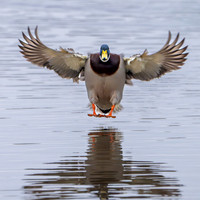 Mallard Landing 210125