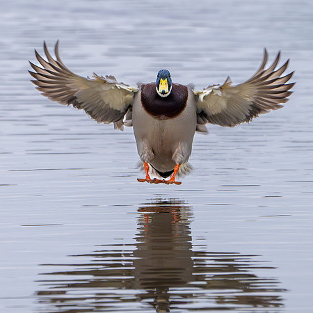 Mallard Landing 210125