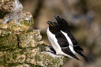 Razorbill -9
