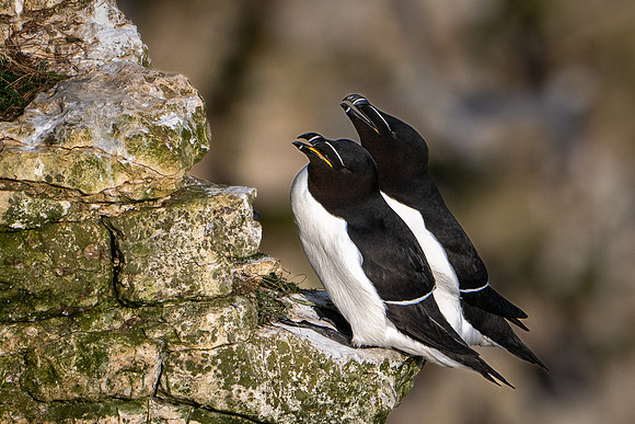 Razorbill -9