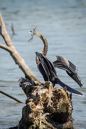 Anhinga with Fish -1