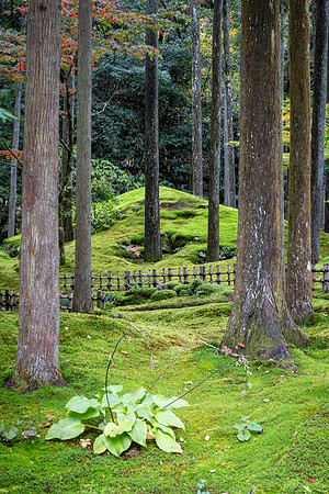Hiyo Moss Garden-6