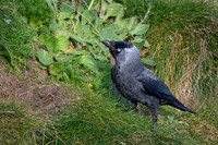Jackdaw -2