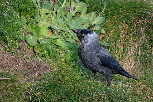 Jackdaw -2