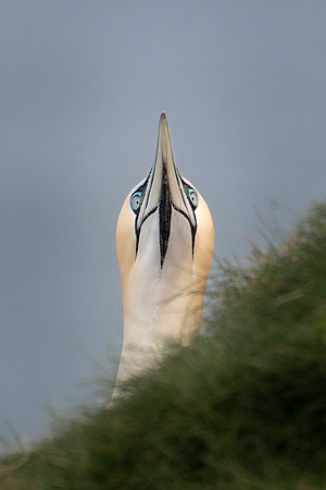 Bempton-75