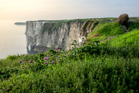 Bempton-105