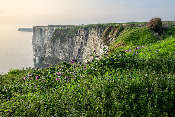 Bempton-105