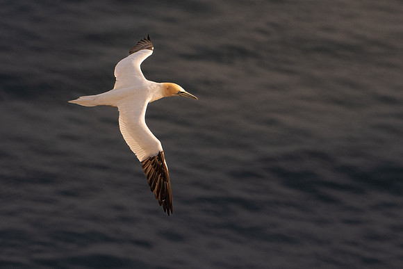 Bempton-42