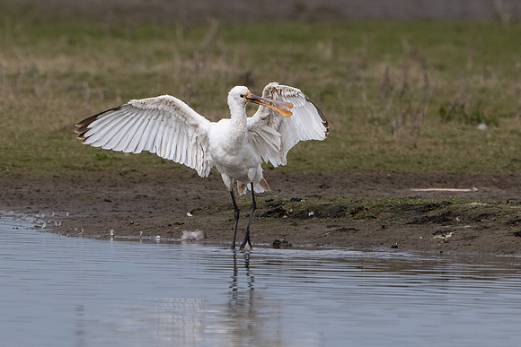 Spoonbill 250325-4