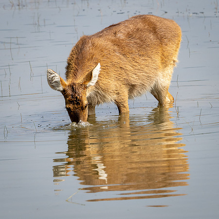 Swamp Deer -3