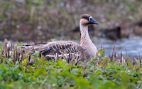 Swan Goose 100924-2