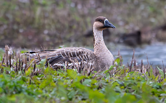 Swan Goose 100924-2