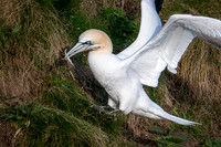 Bempton-112
