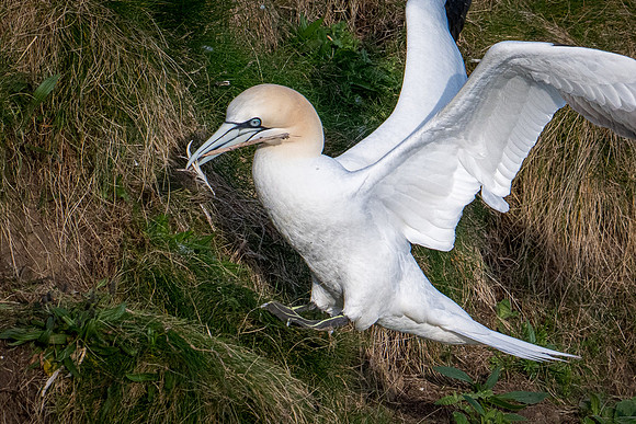 Bempton-112