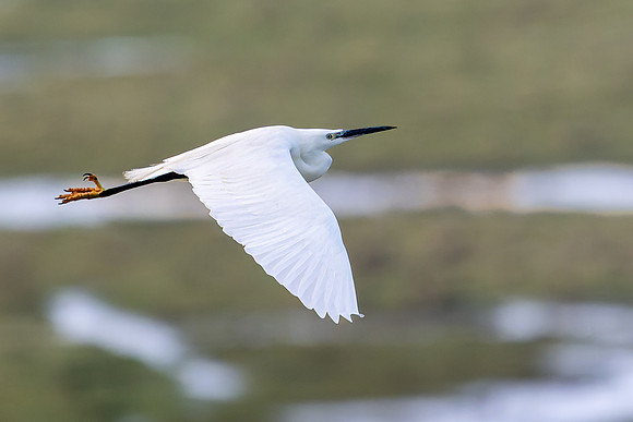 Little Egret 180125