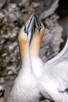Bempton-135