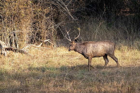 Sambar Deer ♂