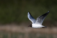 Black- headed Gull 170425