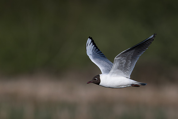 Black- headed Gull 170425