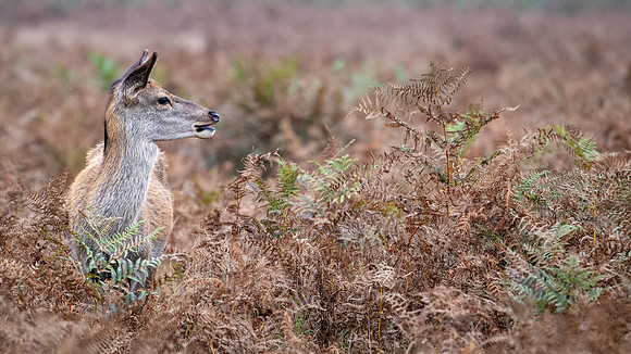 Red Deer Doe 141024-3