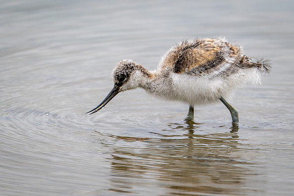 Baby Avocet 090724-3