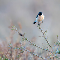 Common Stonechat -2