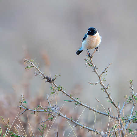 Common Stonechat -2