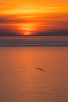 Bempton-87