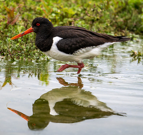 oystercatcher-1