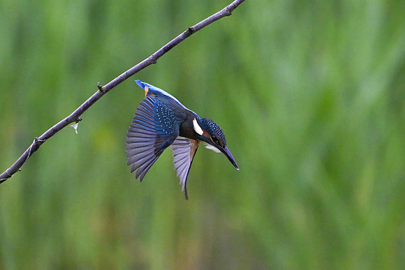 Kingfisher 090724-11