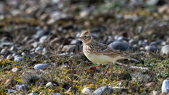 Skylark 060324 -2