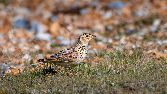 Skylark 060324 -3