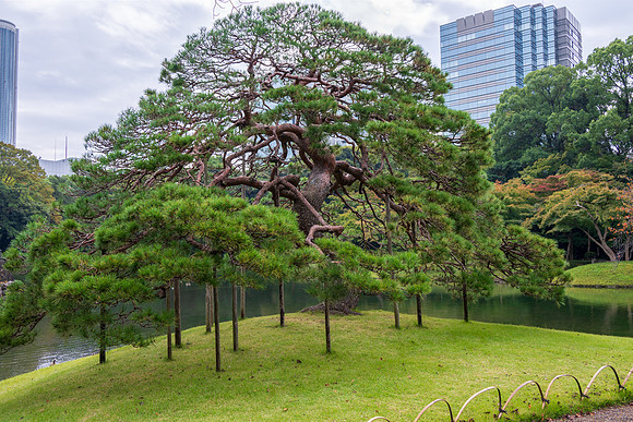 Koishikawa Korakuen Gardens  -3