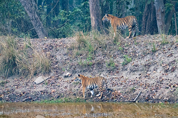 Tiger -7