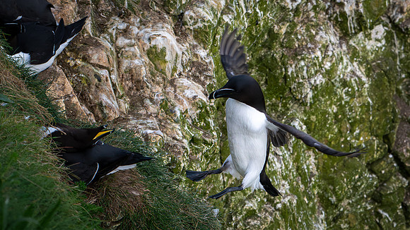 Razorbill -12