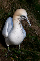 Bempton-113