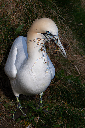 Bempton-113