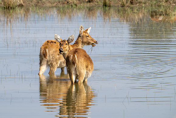 Swamp Deer -1
