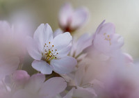 Cherry Blossom 020425-2